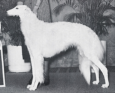 Top Conformation Borzoi 1986